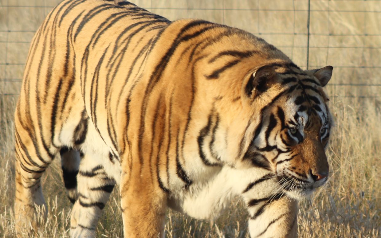 老虎谷体重300kg左右的雄虎鸟和260kg左右的雄虎昆巴对峙