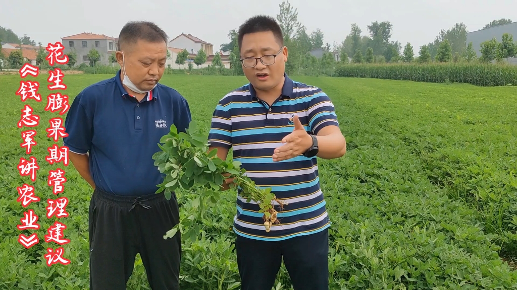 花生膨果期,田间综合管理建议哔哩哔哩bilibili