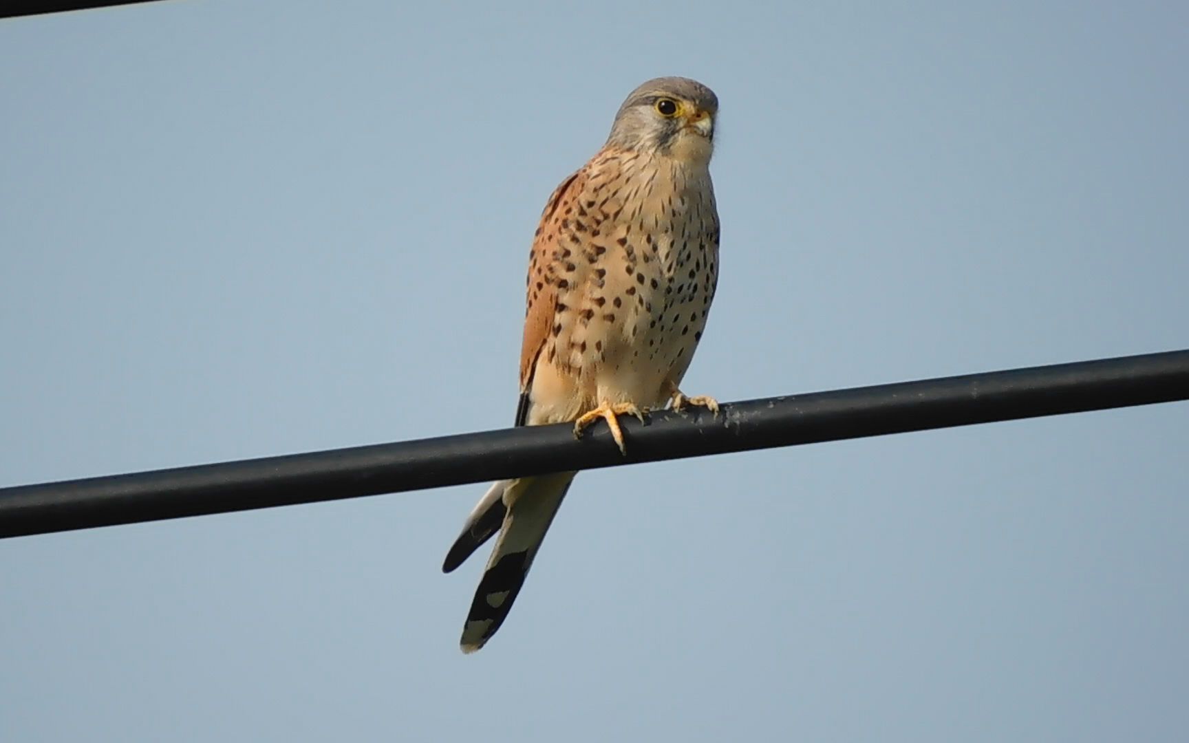 电缆上的红隼雄鸟