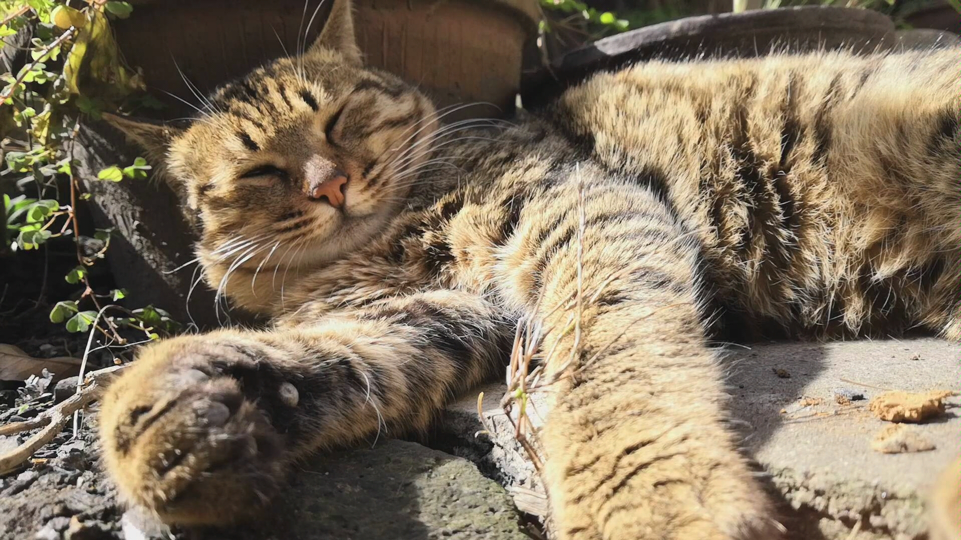狸花猫晒太阳,睡觉觉