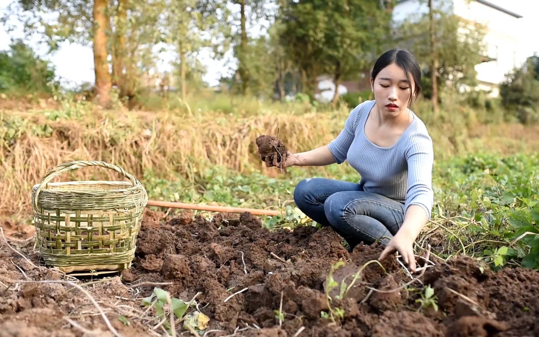 阳小月到地里挖红薯,用来做道粉蒸肉,外婆都说香得