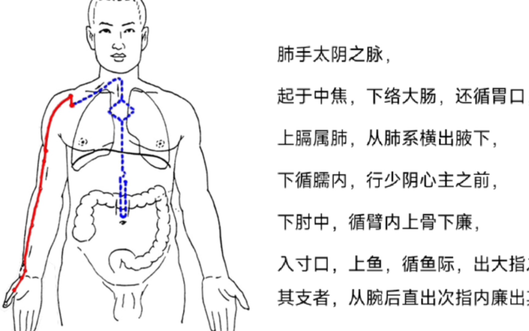 [图]肺手太阴之脉-《灵枢》经脉循行动画配文本及诵读