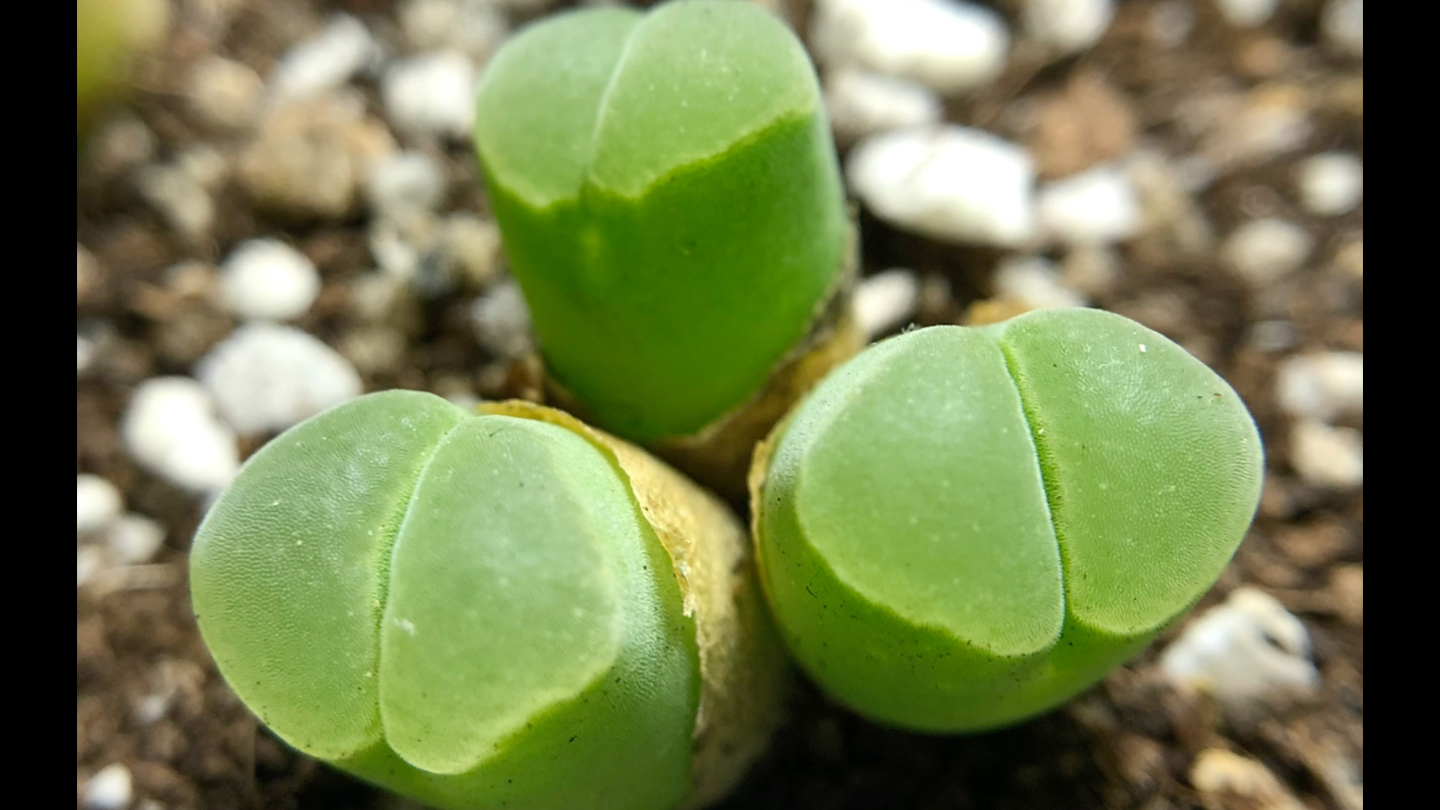 多肉植物 肉锥花 pubescens风铃