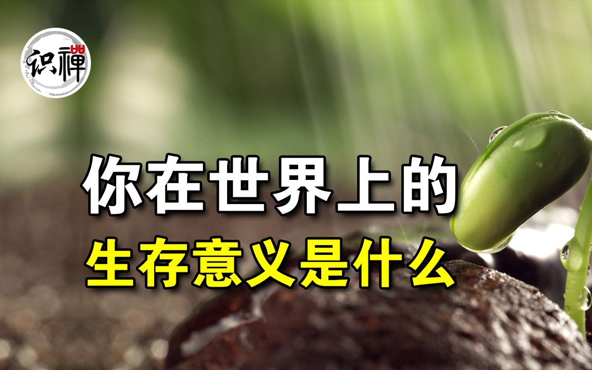 【识禅】你在世界上的生存意义是什么哔哩哔哩bilibili