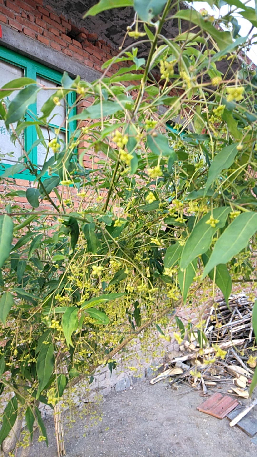 小粽子树_哔哩哔哩_bilibili