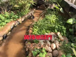 Download Video: 第9集丨整个冬天没放龟，黄缘环境里面的植物都长疯了