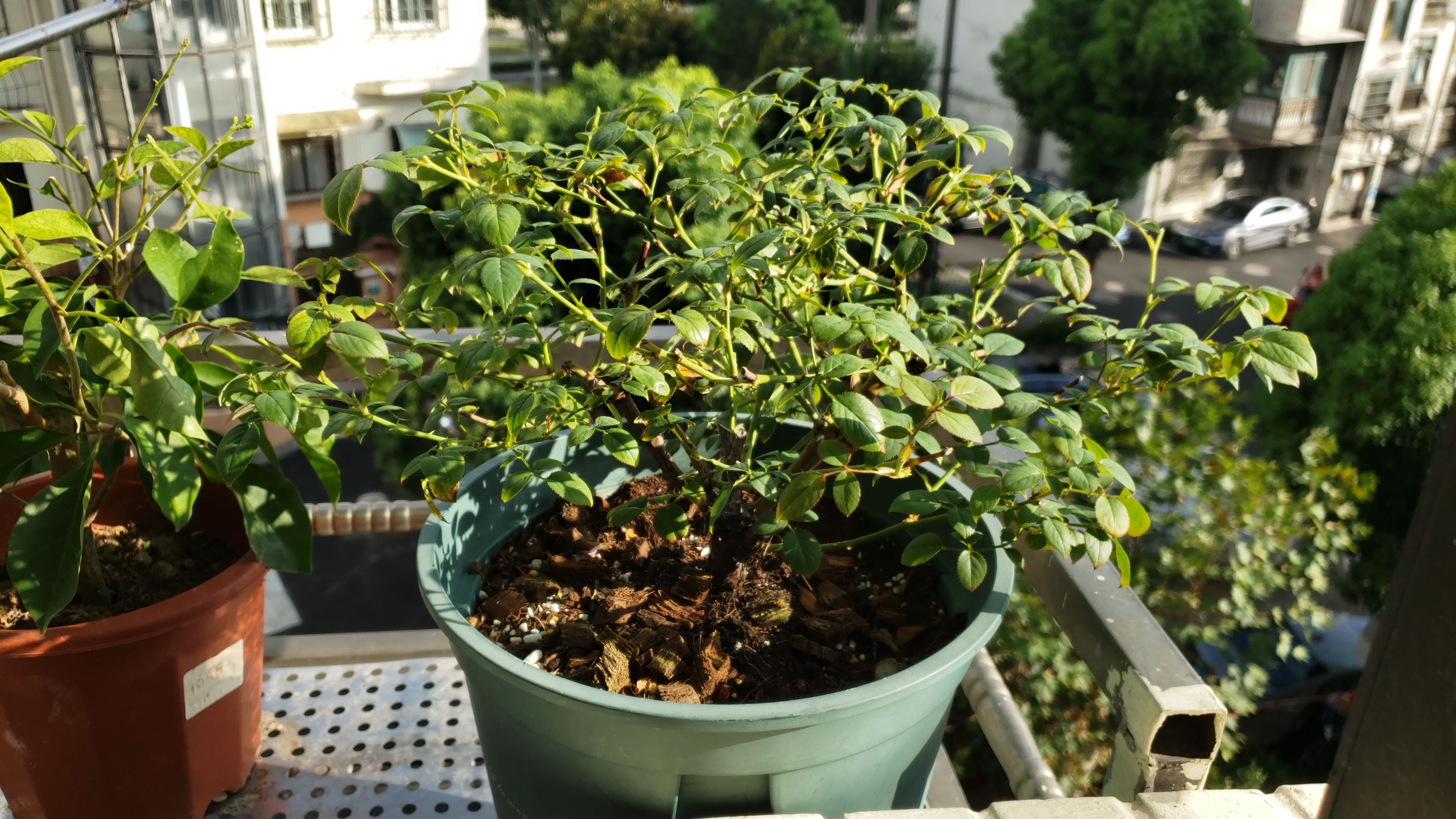 阳台月季/微月/矮小型月季秋剪操作视频来了,以铃之妖精为例