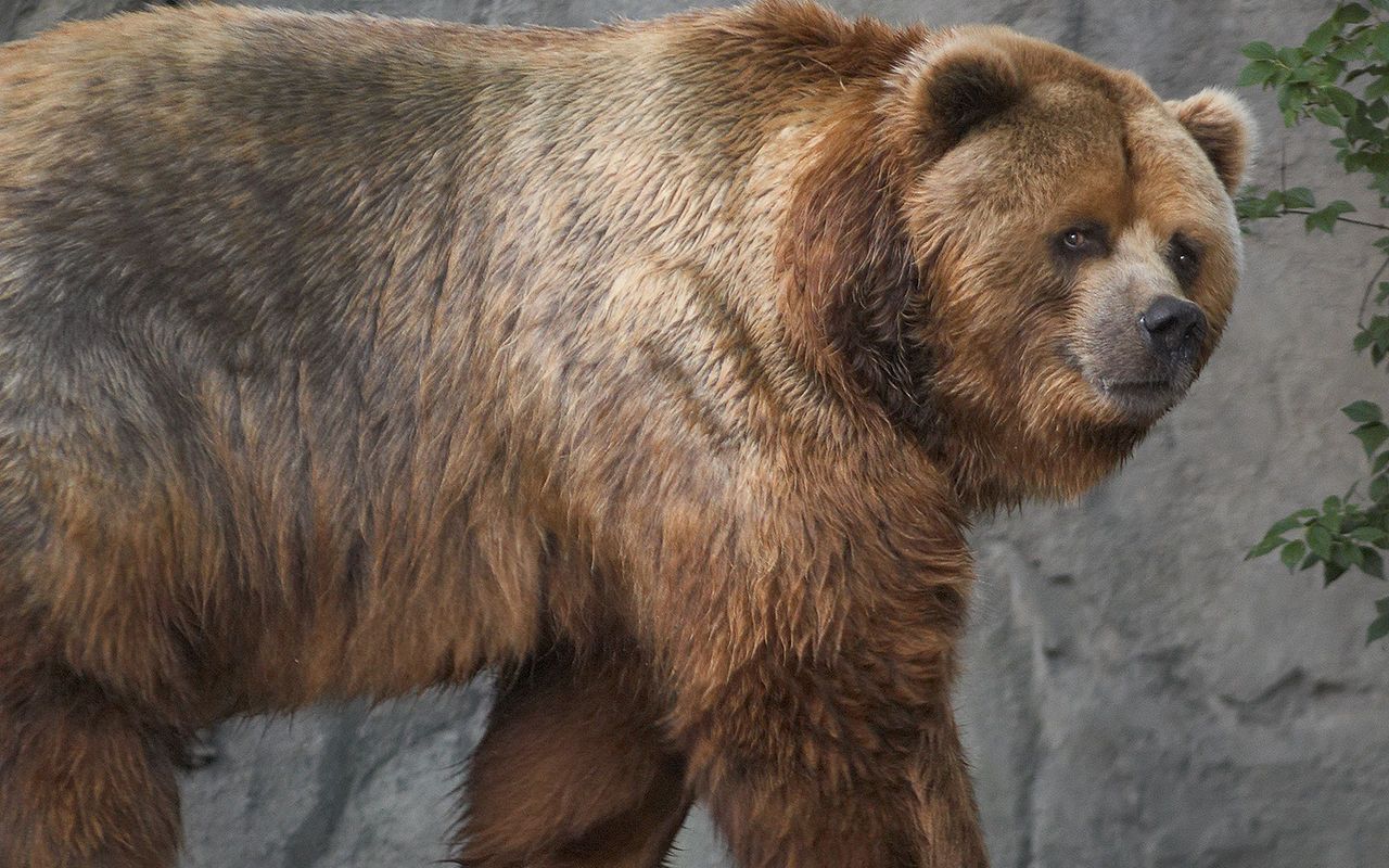 【科迪亚克棕熊】棕熊野外科考最大642公斤