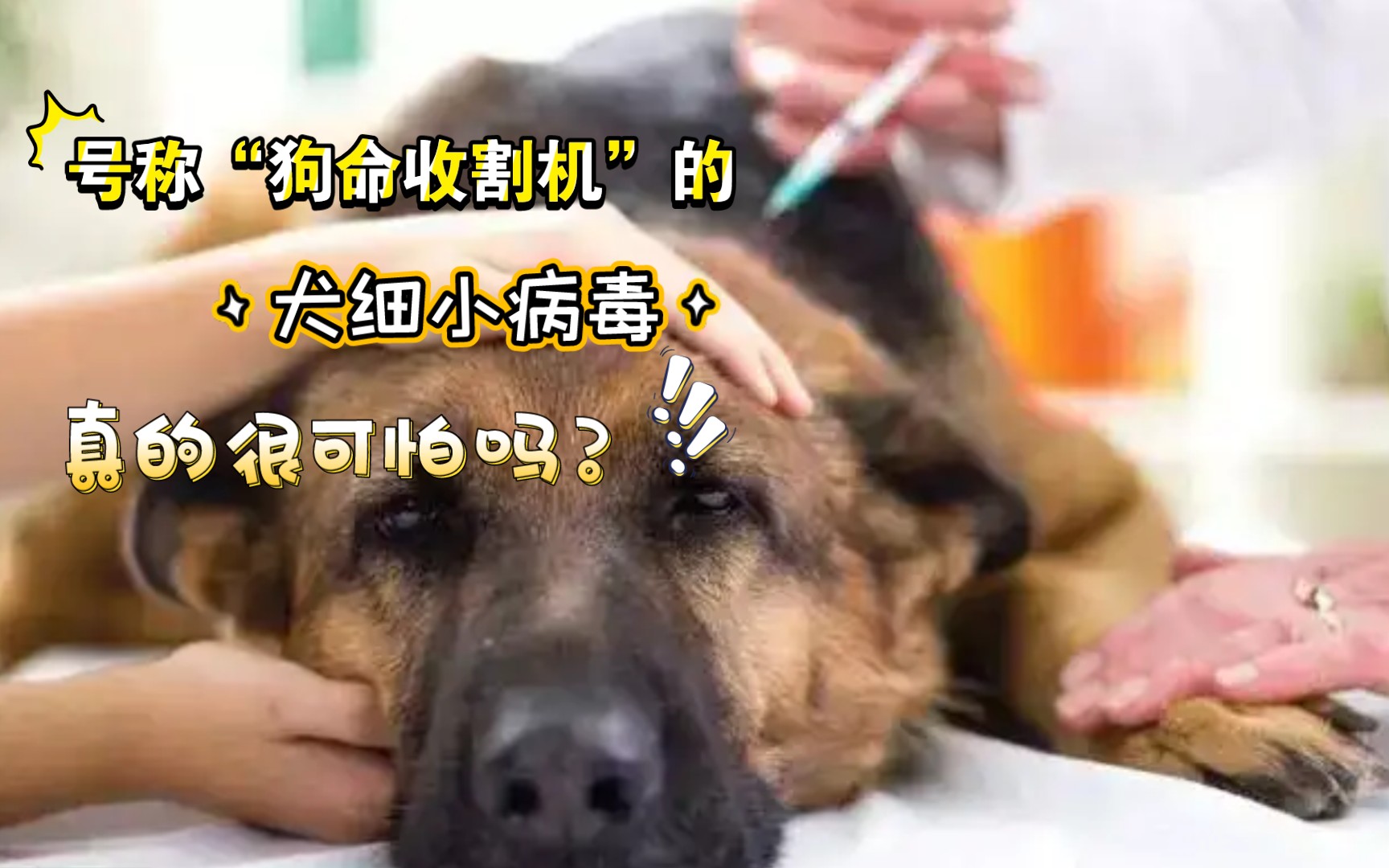 号称“狗命收割机”的犬细小病毒,真的很可怕吗?又该如何防范?哔哩哔哩bilibili