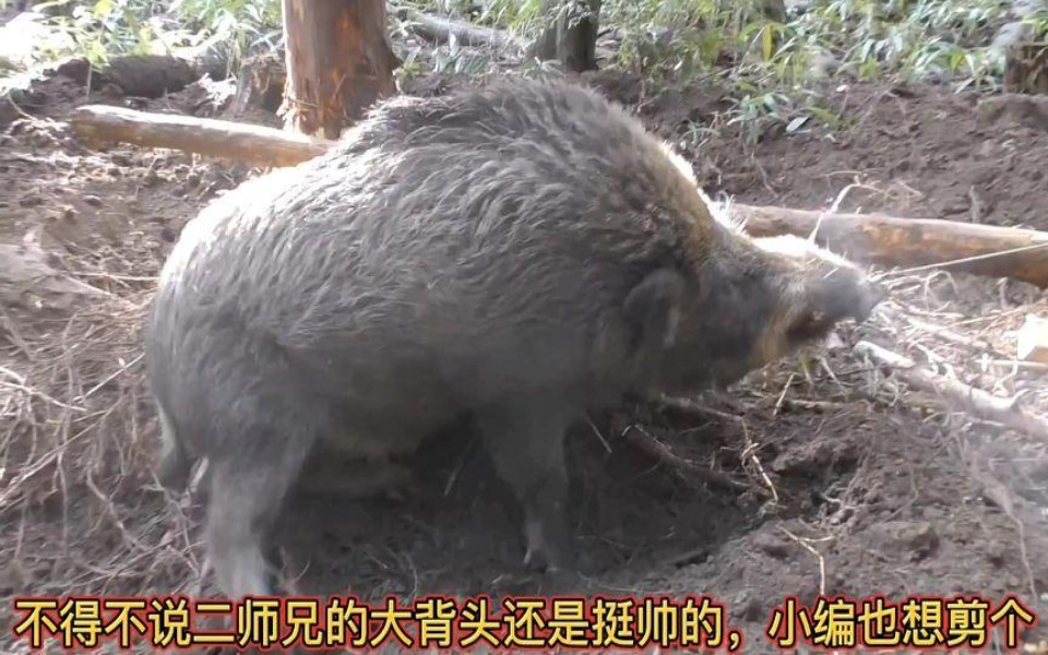 [图]小日子过得非常的法克油用陷阱捕猎三百斤重的野猪！