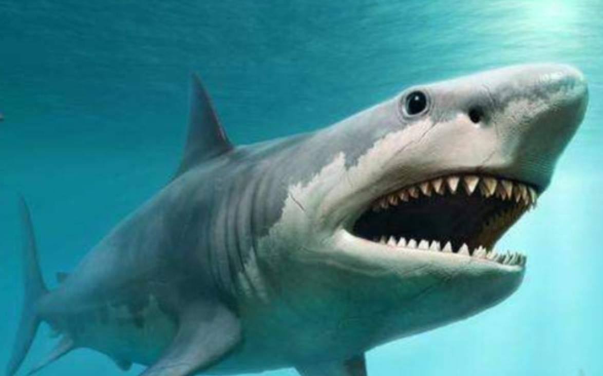 巨齿鲨它改皮肤啦!