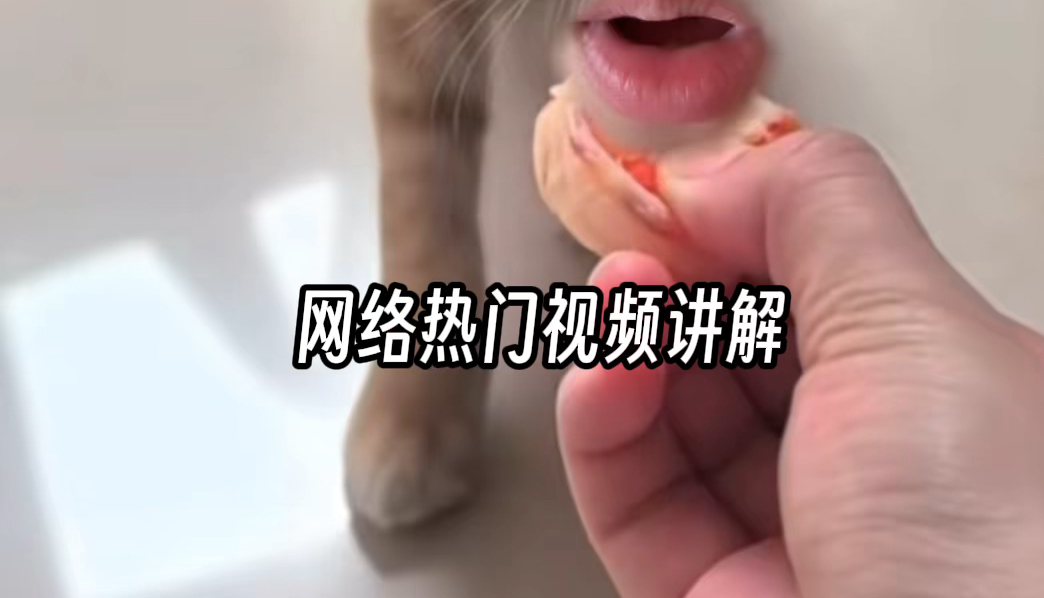 网络热门猫咪视频讲解哔哩哔哩bilibili