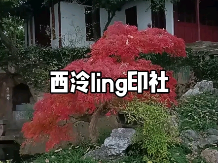 西泠印社哔哩哔哩bilibili