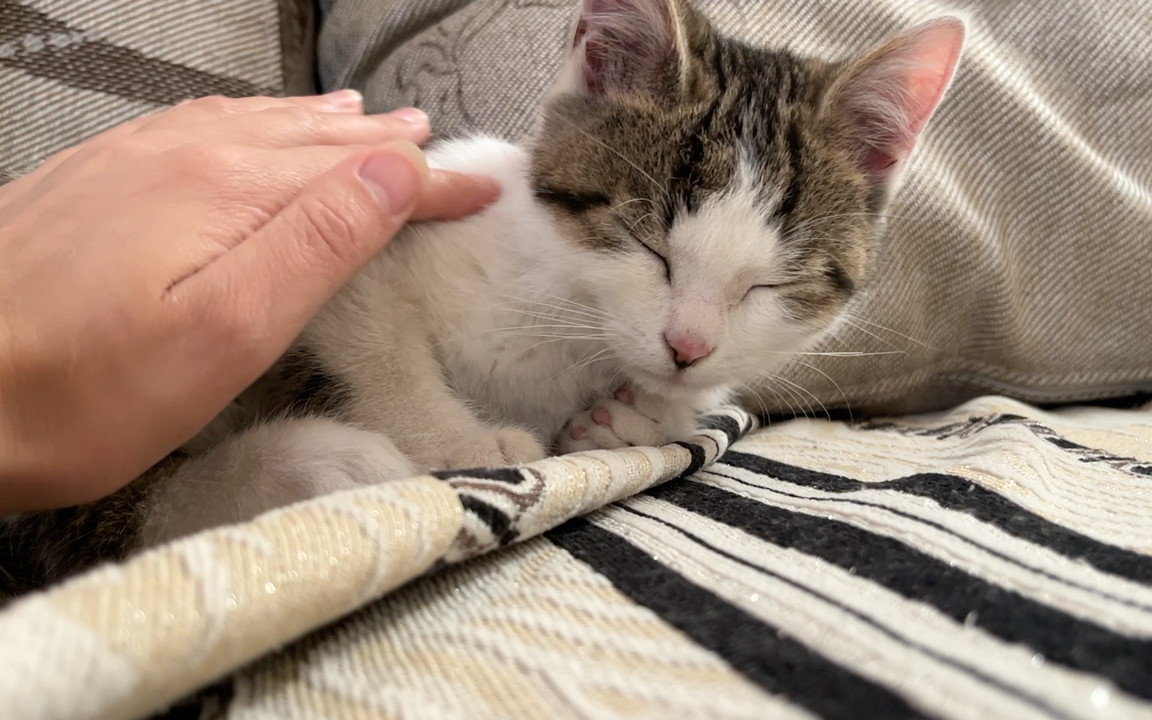 打扰睡觉的脏脏猫