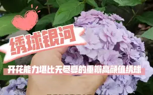 Download Video: 绣球品种介绍之开花能力堪比无尽夏的重瓣高颜值绣球——银河