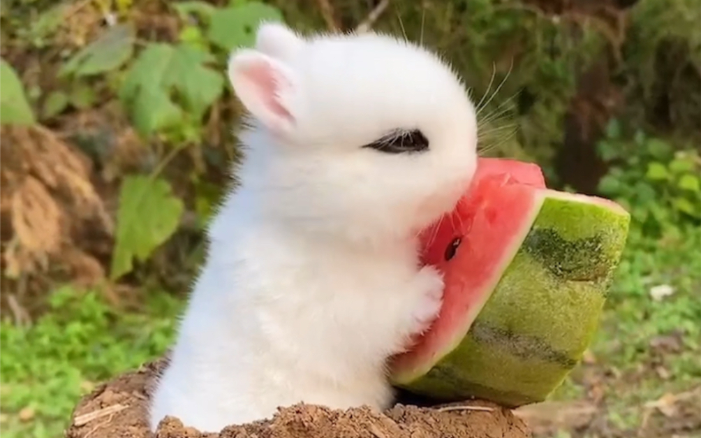 小兔子吃水果有多可爱_哔哩哔哩_bilibili