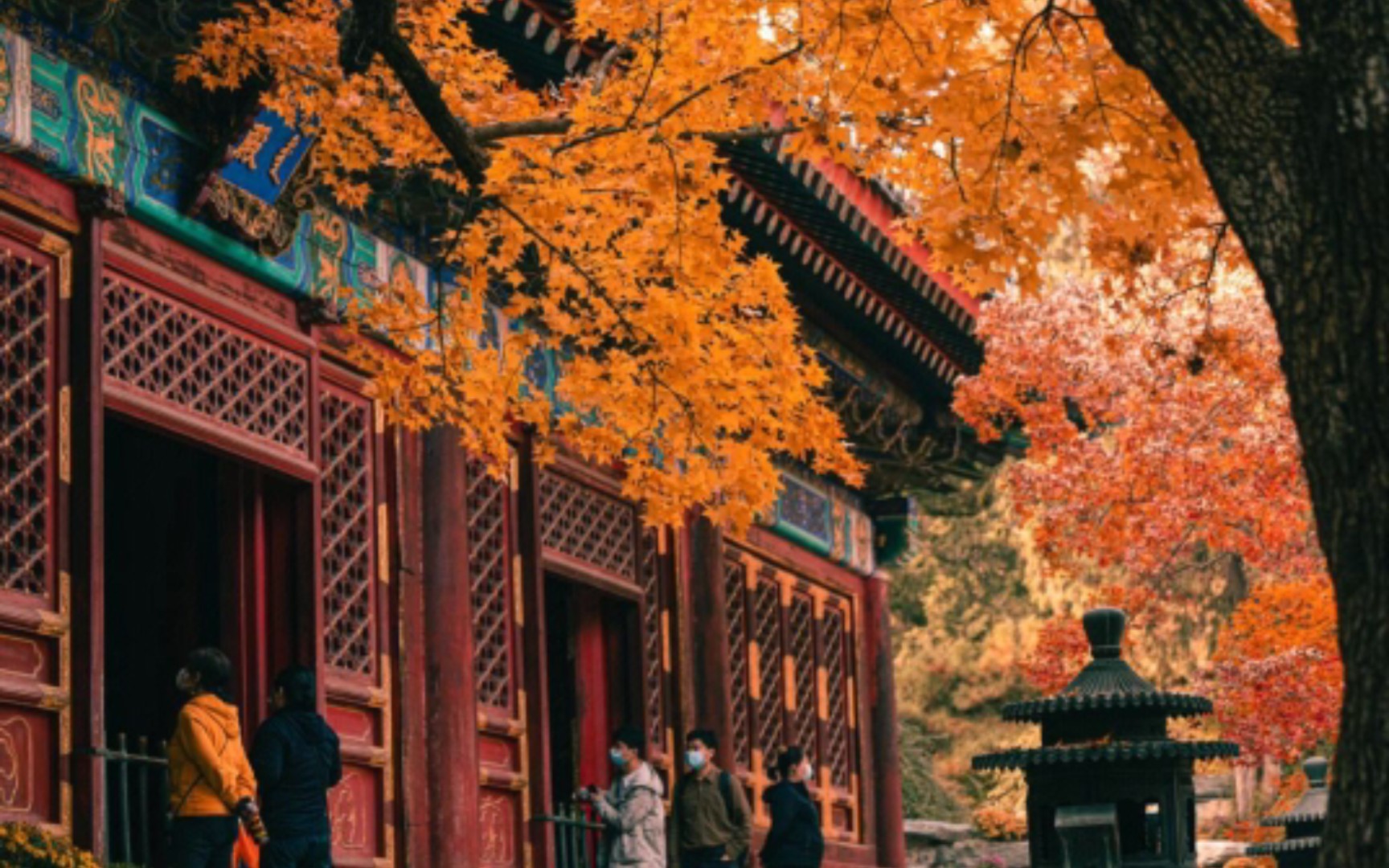 又来香山看红叶了