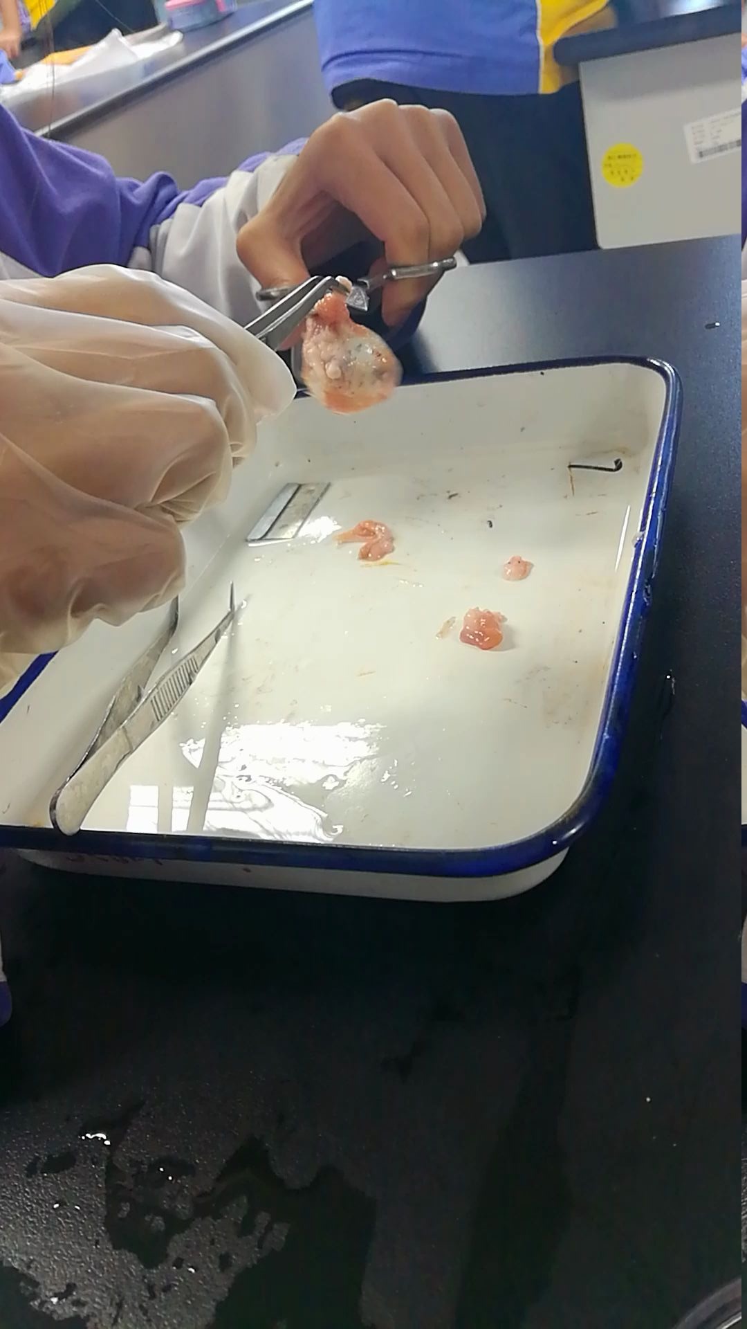 解刨猪眼第一步