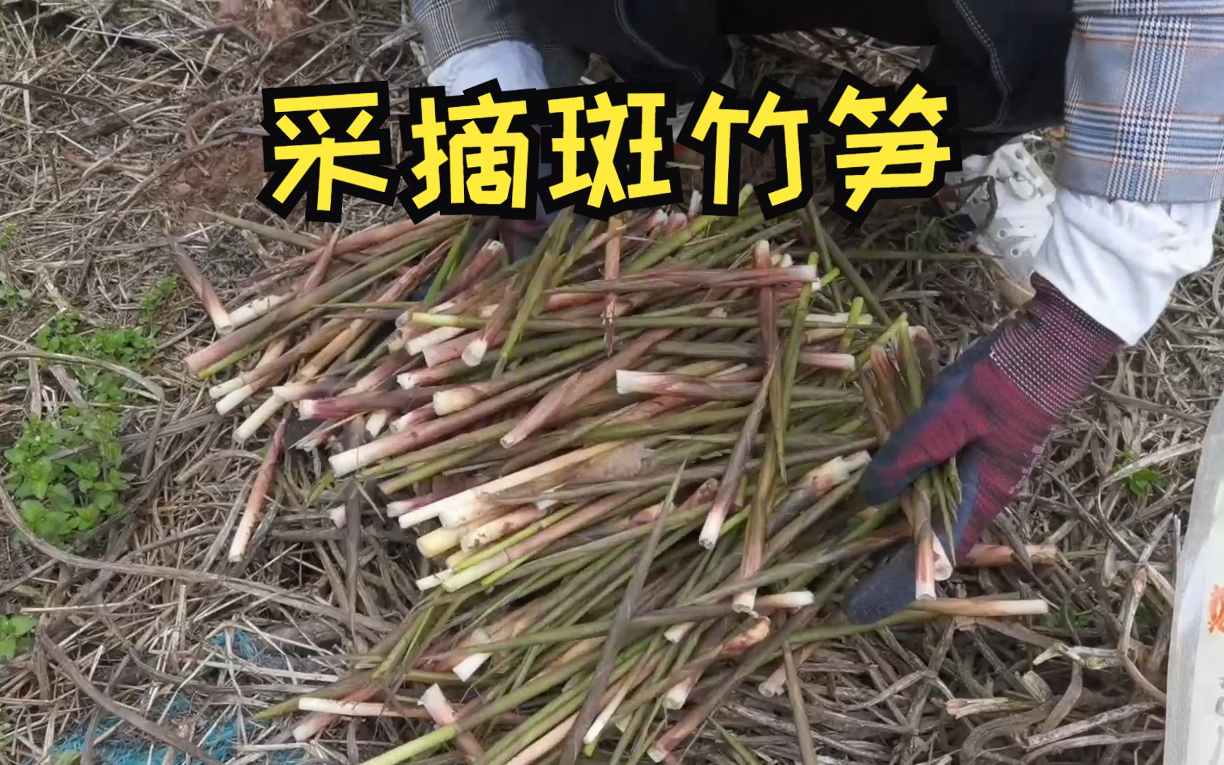 琼姐发现一处好地方,又嫩又鲜的斑竹笋,一会儿摘了好几斤