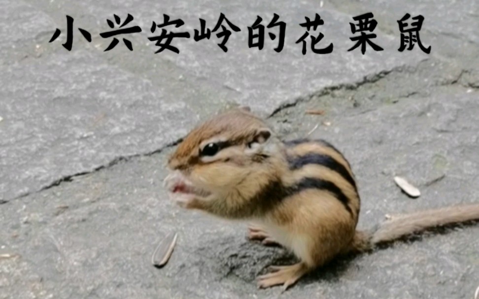 小兴安岭的野生花栗鼠嗑瓜子