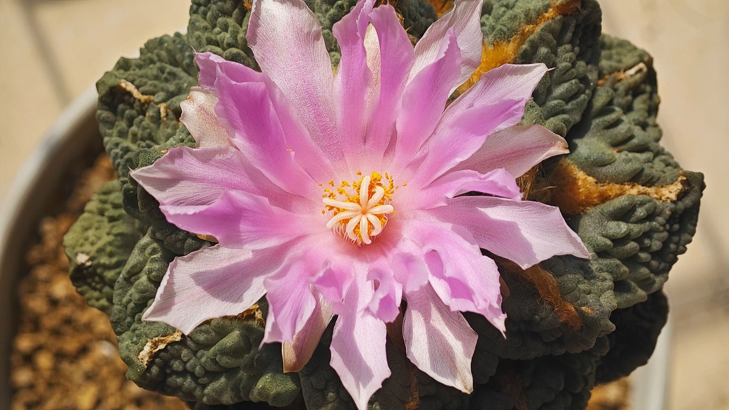 龙牙怒涛牡丹盛花状态分享