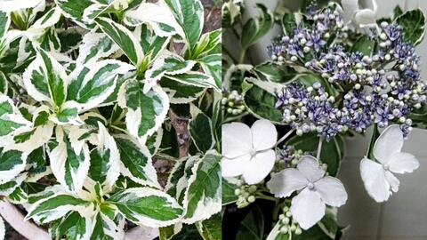 银边 秃子系列 斑入りガク紫陽花恋路ヶ浜 Hydrangea Mariesii Variegata 花叶 观叶大花绣球 哔哩哔哩 Bilibili