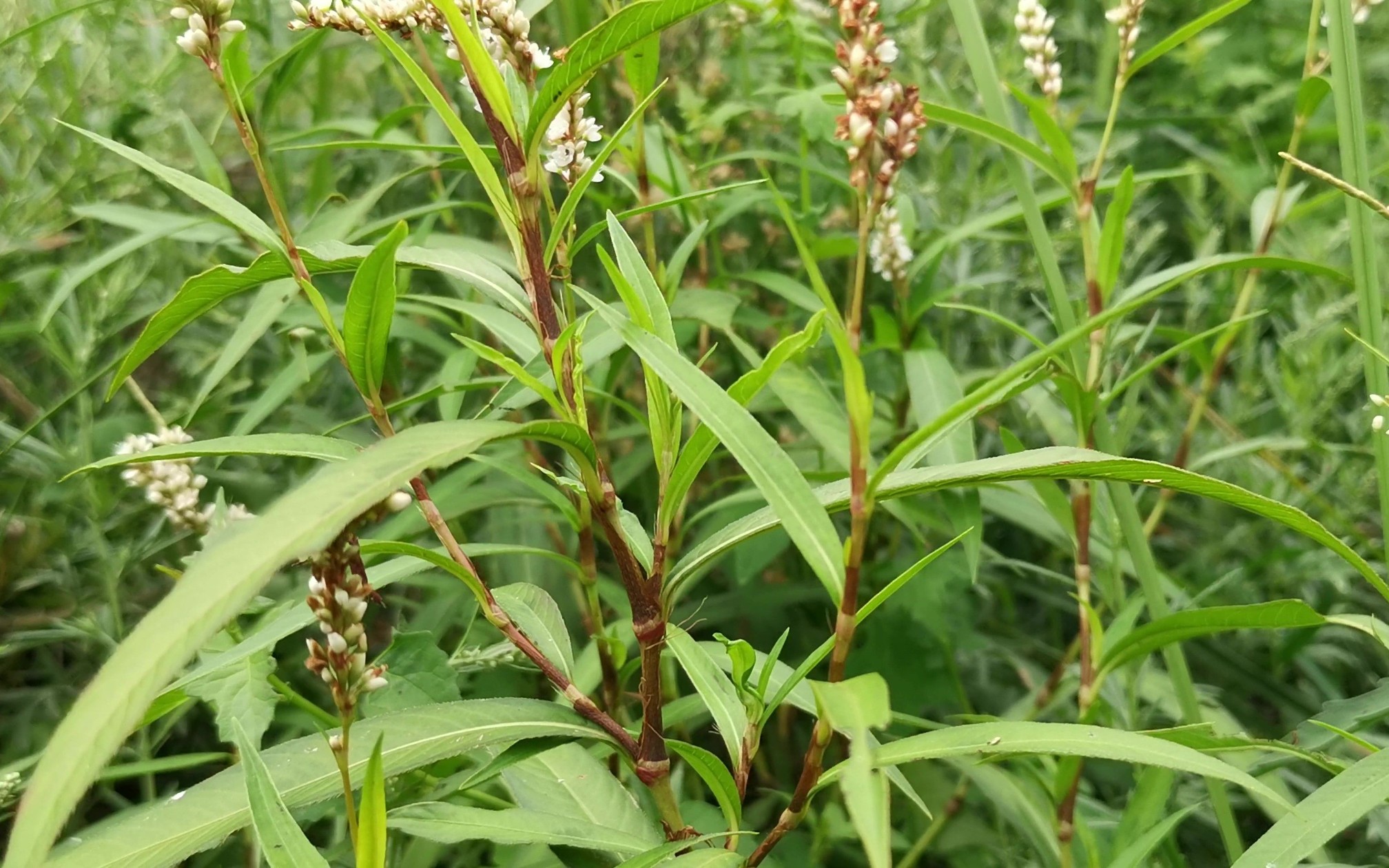 蓼花古代用于图片