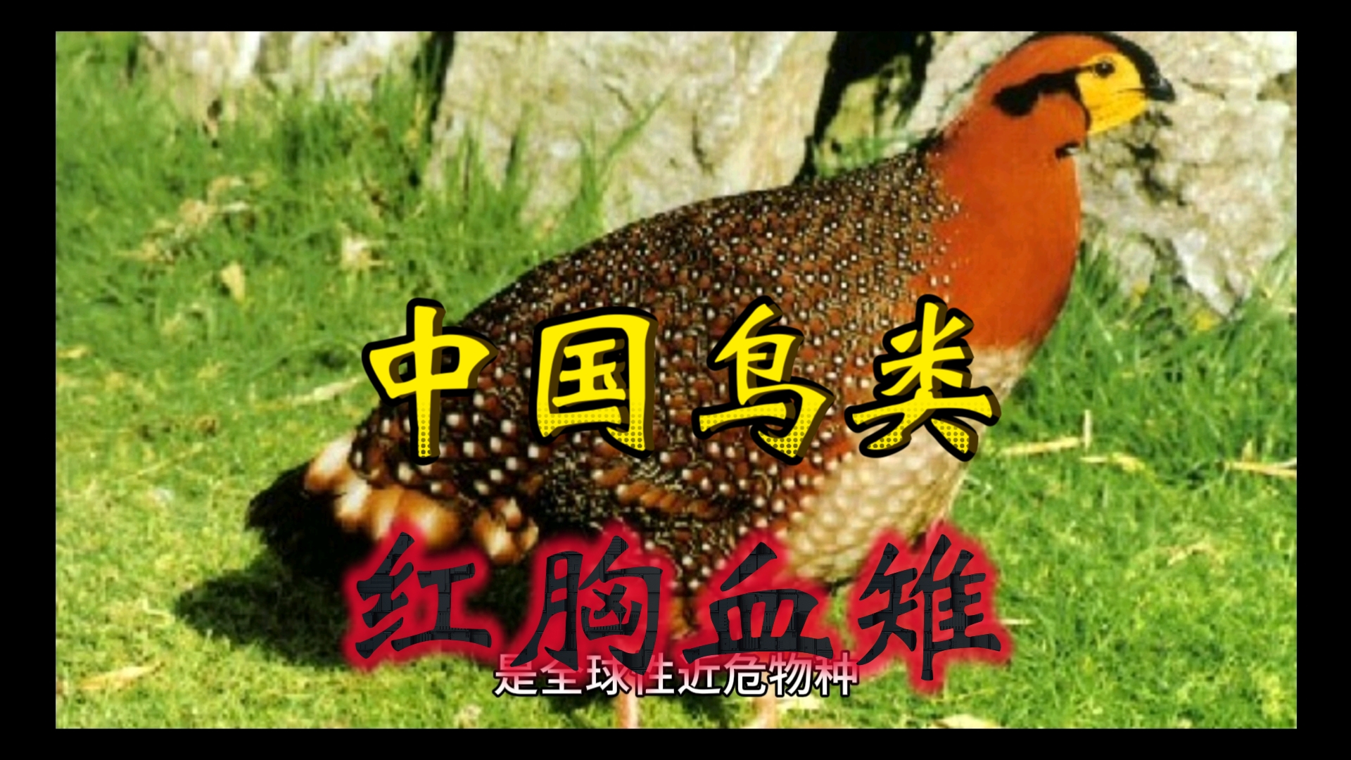 【中国鸟类】红胸角雉