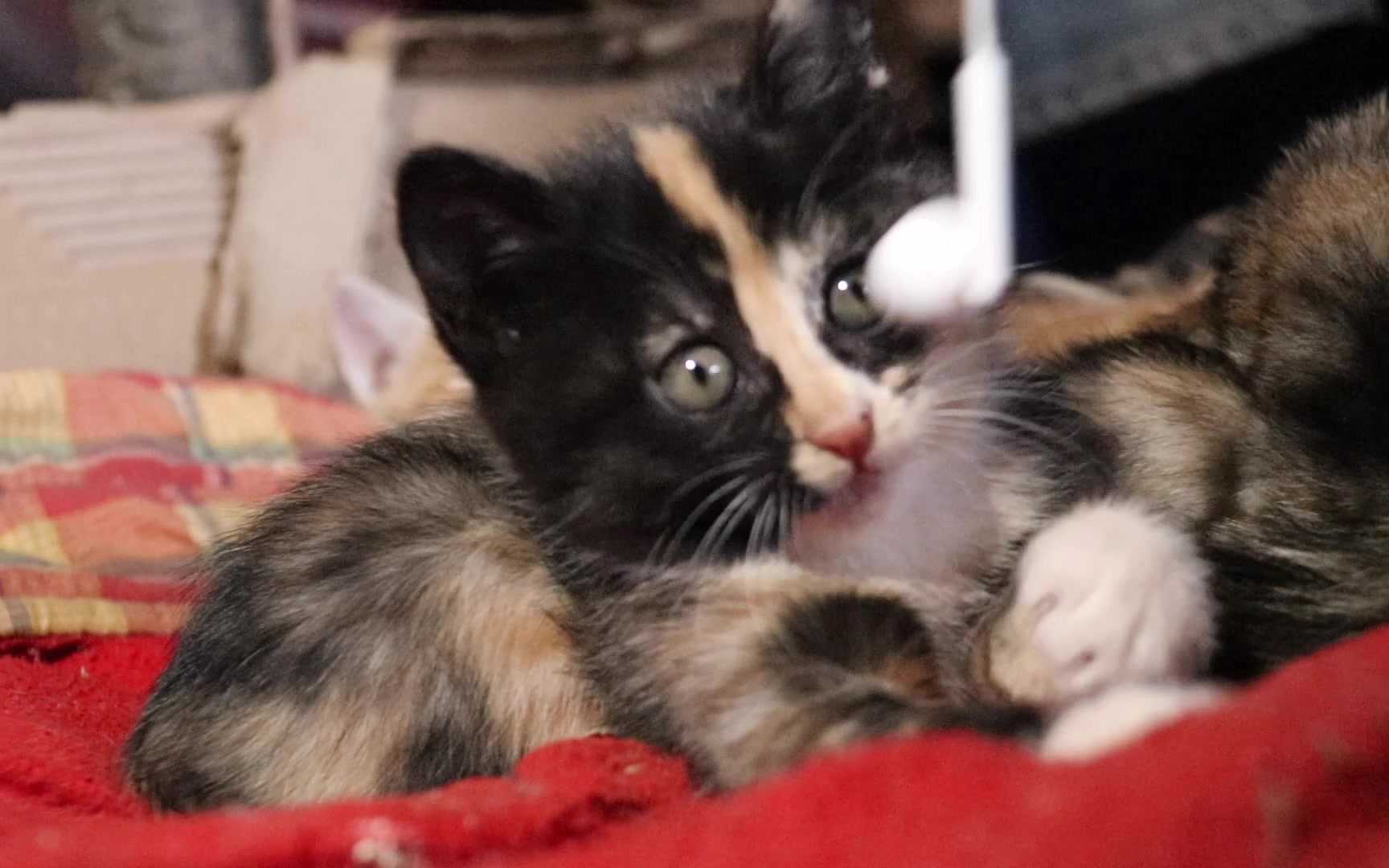 活动  没有音乐的小奶猫小乖也很可爱呀!