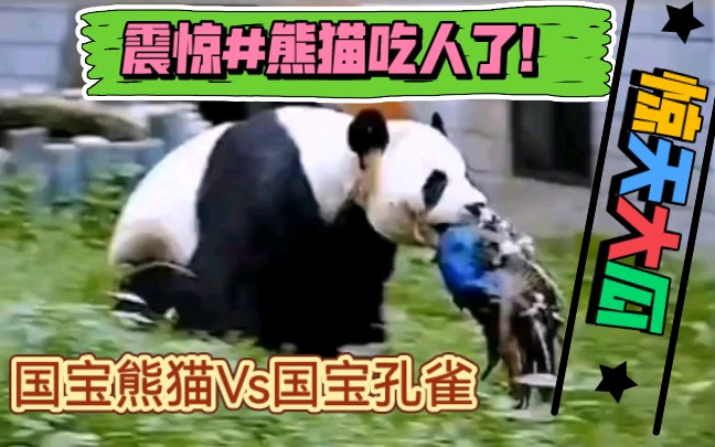 震惊#熊猫吃完孔雀吃人了!!!!哔哩哔哩bilibili