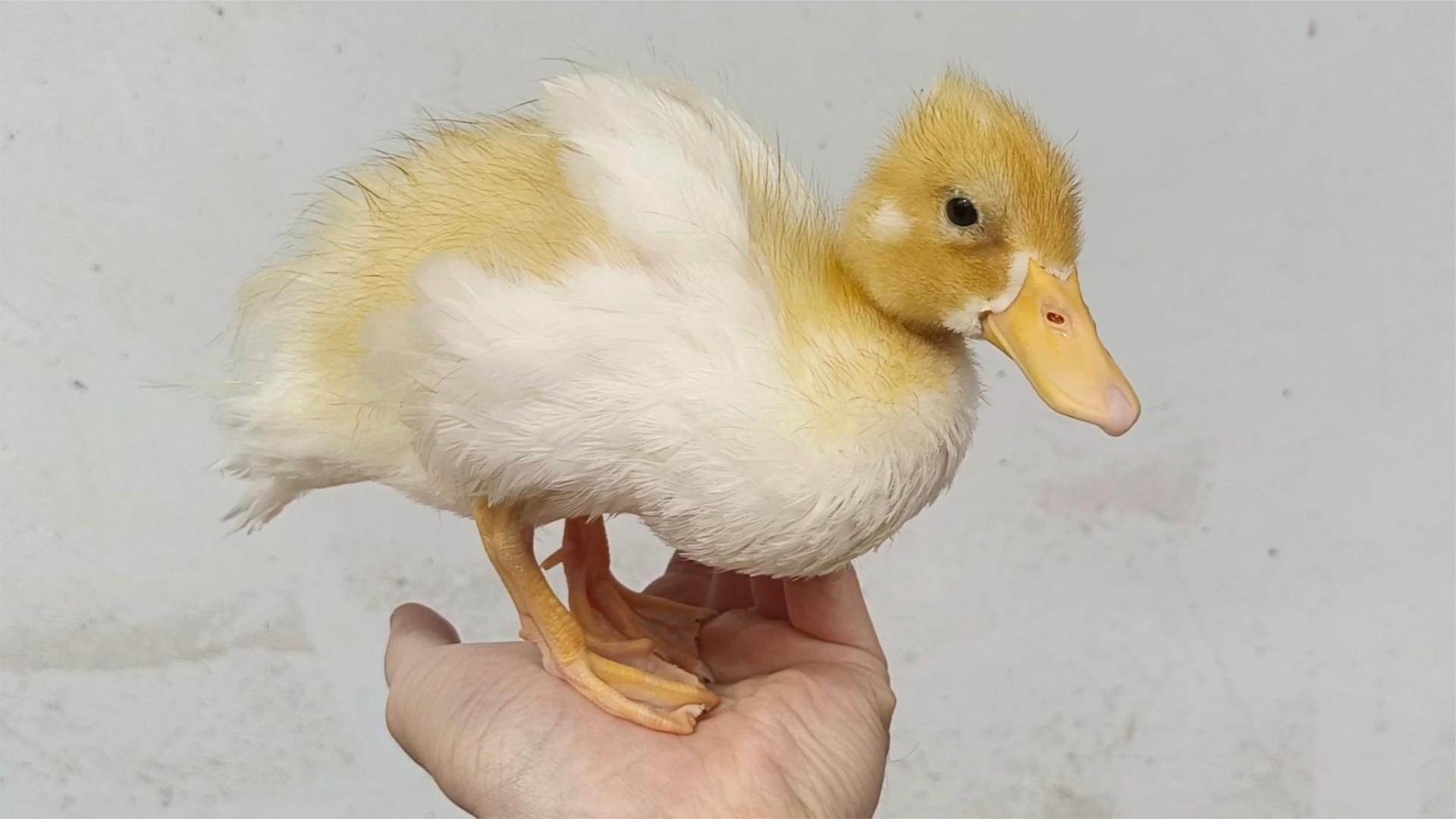 世界上最小的鸭子图片