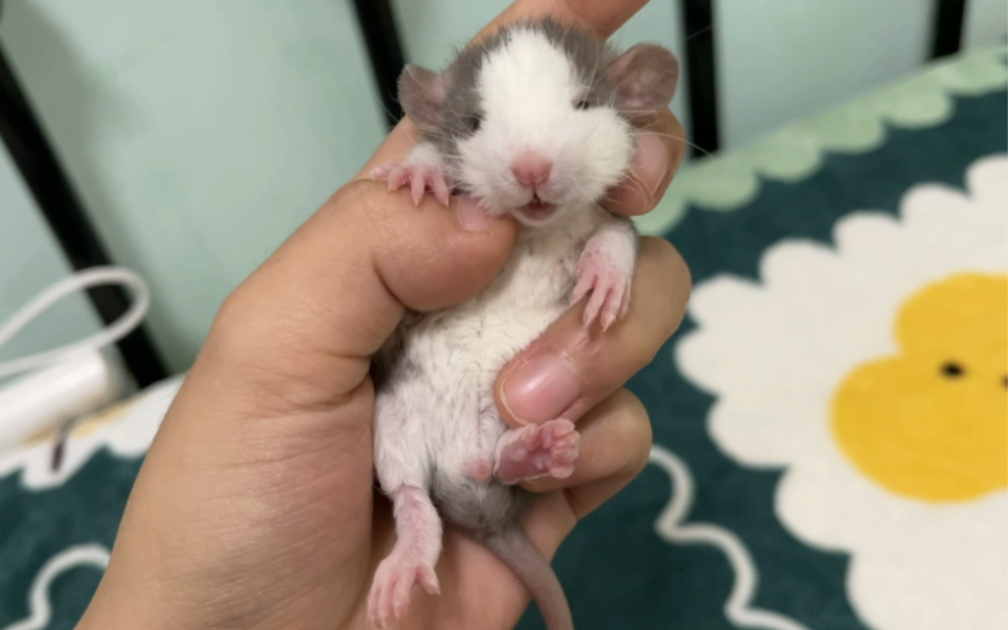 论花枝鼠小时候能有多乖!