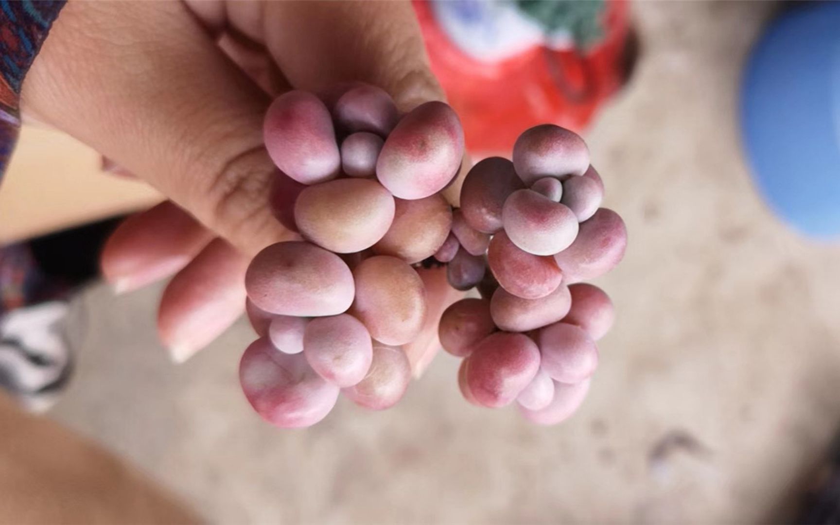 多肉慢时光3年养出腰子蛋珠圆玉润的粉多肉