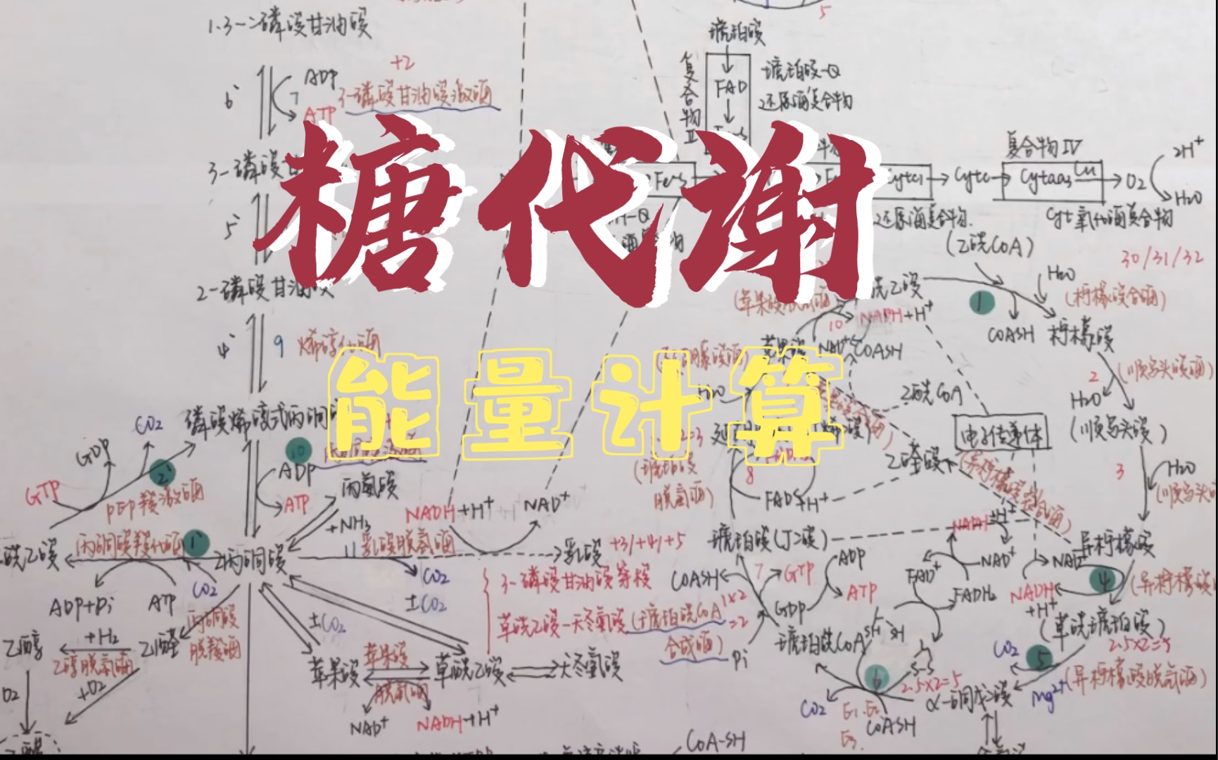 【生物化学】3分半解决糖代谢能量计算哔哩哔哩bilibili