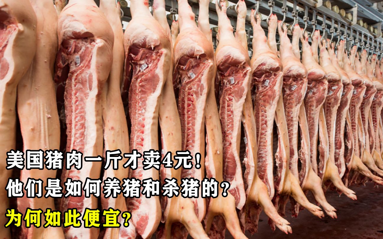 [图]美国猪肉一斤才卖4元，他们是如何养猪和杀猪的？为何如此便宜？