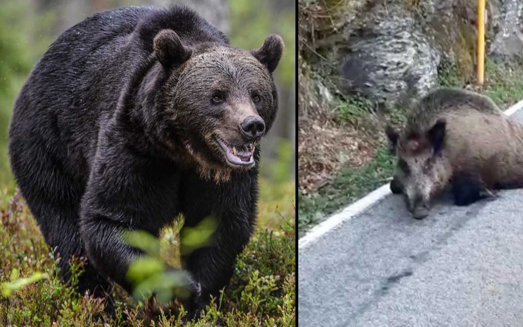 【棕熊】被棕熊袭击的野猪