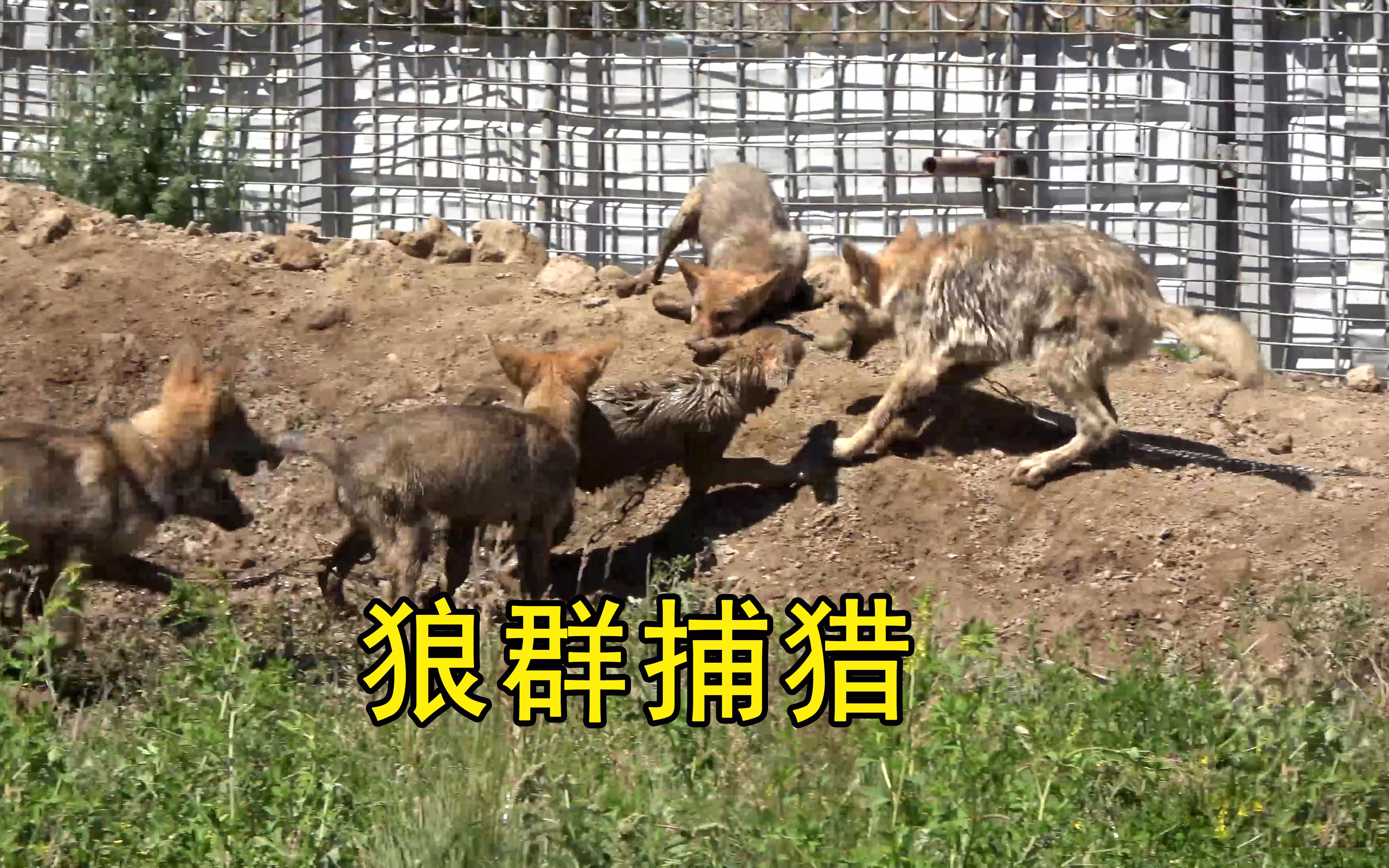 狼群捕猎镜头狼崽捕杀猎物被养狼大姐一把抢走狼崽无情