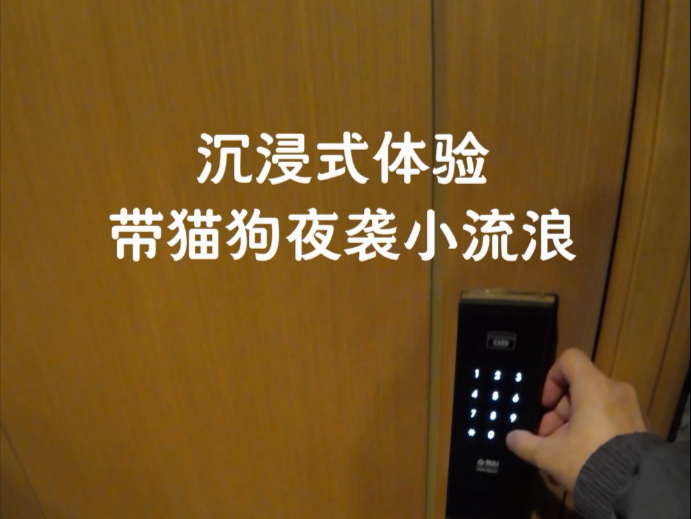 月黑风高，最合适带猫狗去做....的事了（带小流浪猫去绝育）