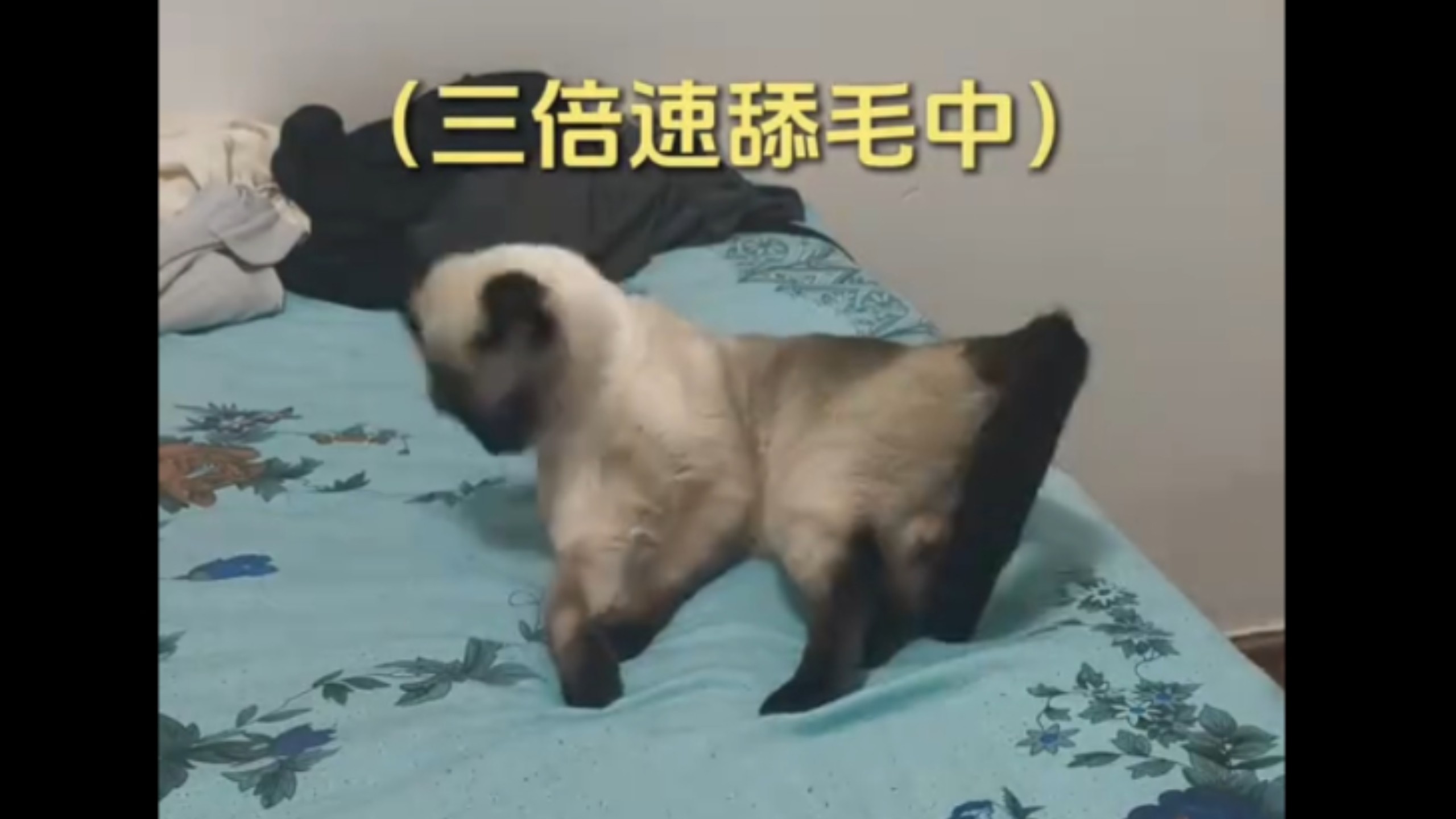 老大我不臭，不臭喵……