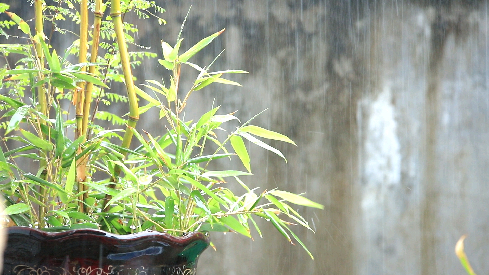 [图]等了好久好久的春雨终于来了