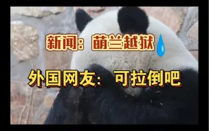 Download Video: 萌科长当年越狱壮举也是引发外网热议：可拉倒吧，他那不是逃跑！原来爱得深沉的不止我们啊哈哈哈