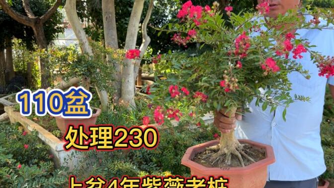 大哥家100多盆的紫薇花可变好几个颜色,枝条上满是花苞,捡漏来