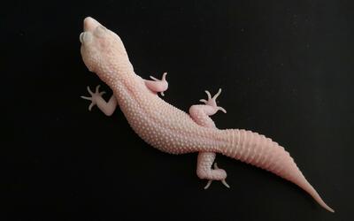 20190223-ls0000超级红眼暴龙-蜕皮完成