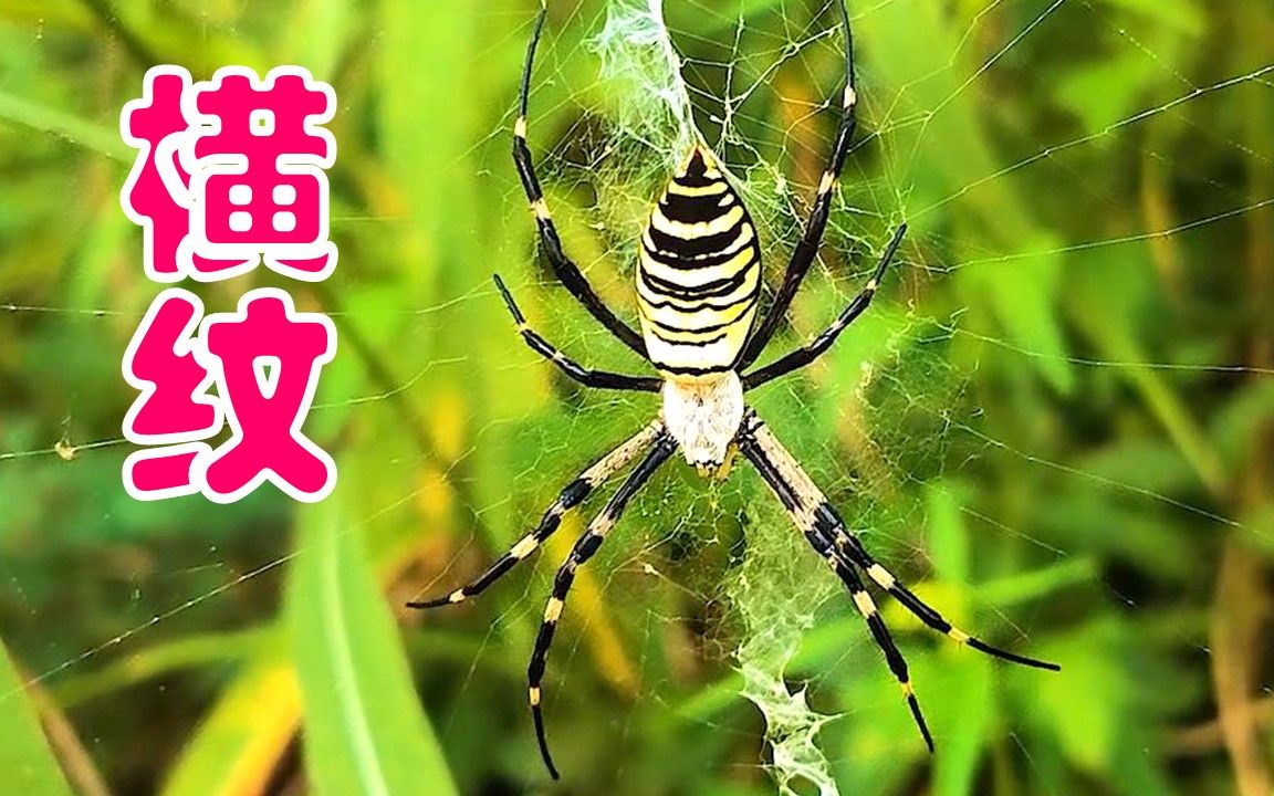 019【横纹金蛛】蜘蛛目,园蛛科【北京生物多样性】