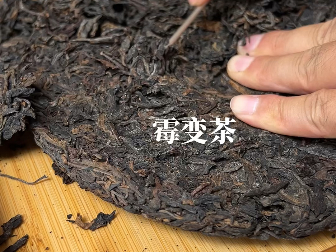 这种发霉变质的老茶