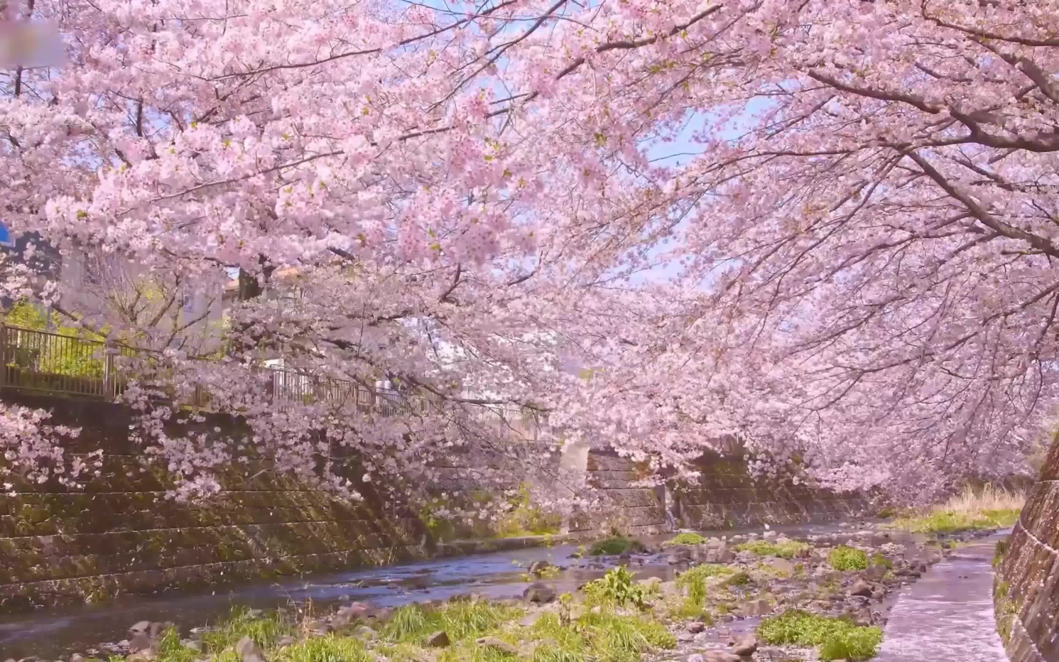 [图]“人间四月芳菲尽 山寺桃花始盛开”