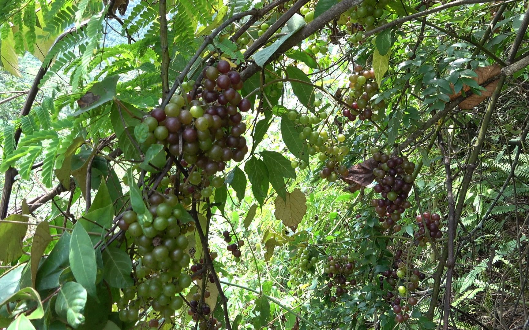 [图]老板预订100斤野葡萄，小伙进山寻找，发现大片山货，乐坏了