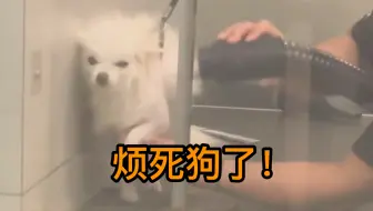 小狗最讨厌的事 一天洗两次澡