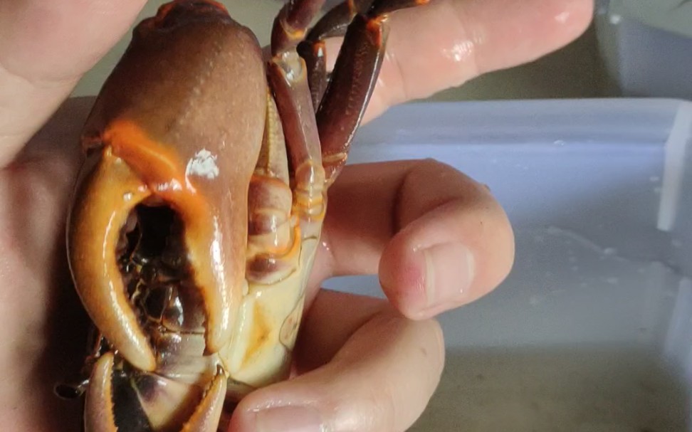 极品紫一号,海南非仿溪蟹,68米包邮_哔哩哔哩_bilibili