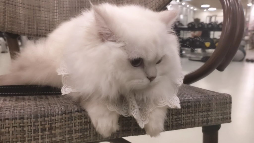 美女猫,太可爱了